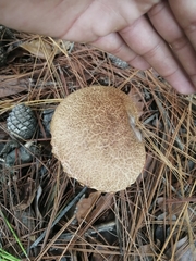 Aureoboletus russellii