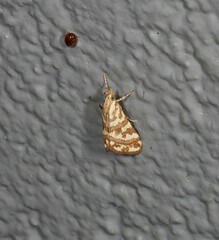 Aporocosmus lamprodeta