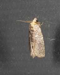 Archigargetta amydra