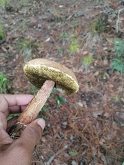 Aureoboletus russellii