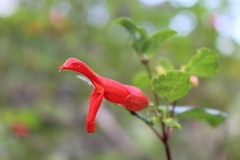 Salvia regla