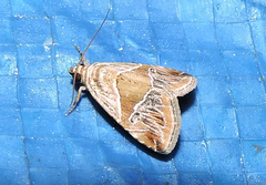 Maliattha separata