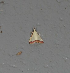 Autocharis hedyphaes