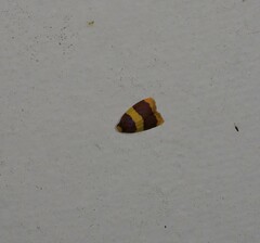 Heterallactis phlogozona