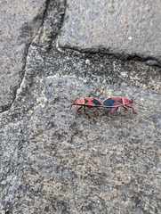 Probergrothius varicornis