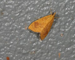 Hyalobathra brevialis