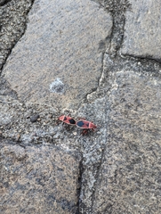 Probergrothius varicornis