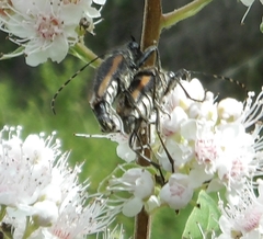 Brachyleptura