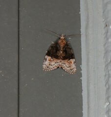 Lophothripa vitea