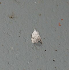 Niphopyralis chionesis