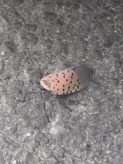 Lycorma delicatula