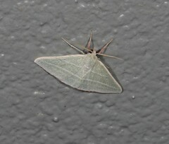 Oenochroma infantilis