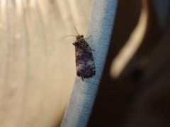 Endothenia gentianaeana