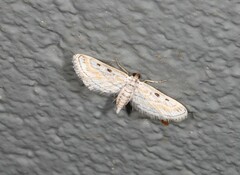 Parapoynx dentizonalis