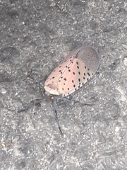 Lycorma delicatula