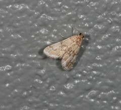 Parapoynx tenebralis