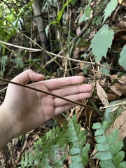 Microlepia obtusiloba