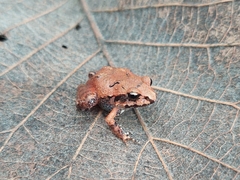 Craugastor mexicanus