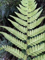 Microlepia obtusiloba