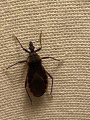 Triatoma rubida