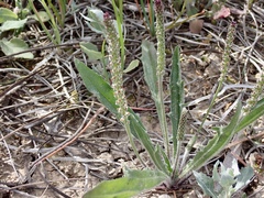 Plantago cunninghamii