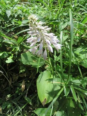 Hosta sieboldiana