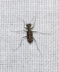 Cylindera subtilesignata