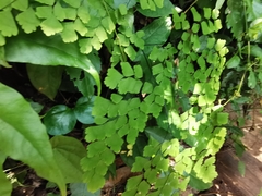 Adiantum tenerum