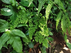 Adiantum tenerum