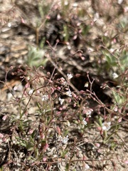 Eriogonum spergulinum