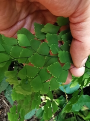 Adiantum tenerum