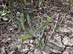 Plantago cunninghamii