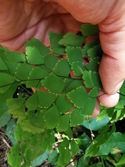 Adiantum tenerum
