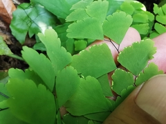 Adiantum tenerum
