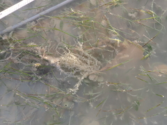 Amathia verticillata