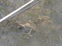 Amathia verticillata