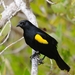 Yellow-shouldered Blackbird - Photo (c) U.S. Fish and Wildlife Service Southeast Region, some rights reserved (CC BY)