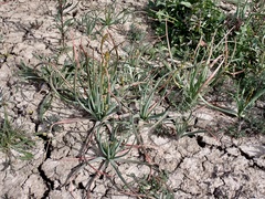 Plantago cunninghamii