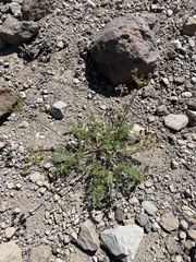 Cymopterus terebinthinus californicus