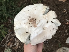 Chlorophyllum molybdites