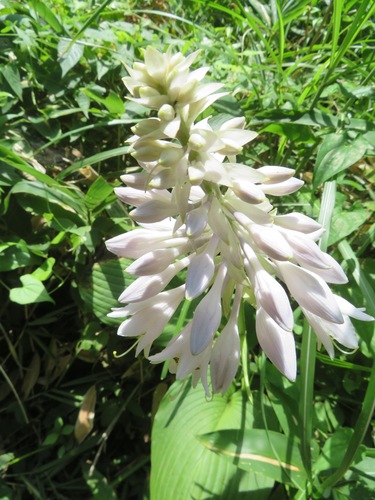 Hosta