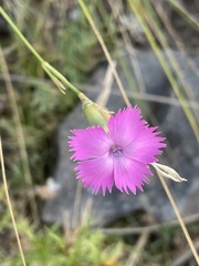 Dianthus