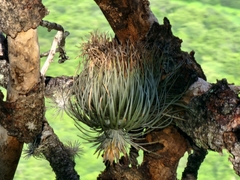 Tillandsia grandispica
