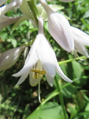 Hosta sieboldiana