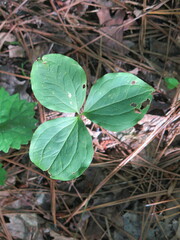 Trillium catesbaei