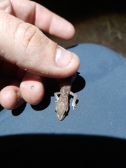 Lucasium stenodactylus