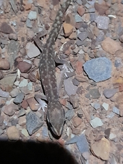 Lucasium stenodactylus