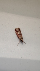 Syntonarcha iriastis