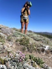 Astragalus austiniae