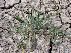 Plantago cunninghamii